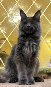 Maine coon kassipoeg (4 foto / 4)