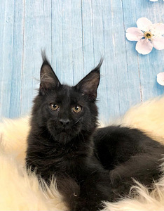 Maine coon (3 фото из 3)