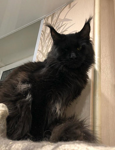 Maine coon (3 фото из 4)