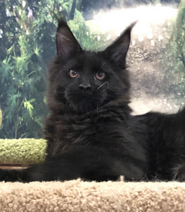Maine coon (must) (3 foto / 4)