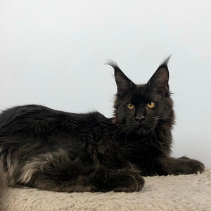 Maine coon kassipoeg (1 foto / 7)