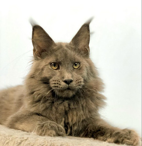 Maine coon kassipoeg (1 foto / 3)