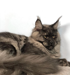 Maine coon kassipoeg (4 foto / 5)