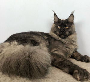 Maine coon kassipoeg (5 foto / 5)