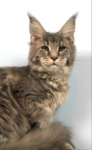 Maine coon kassipoeg (tüdruk) (3 foto / 6)