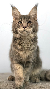 Maine coon kassipoeg (tüdruk) (4 foto / 6)