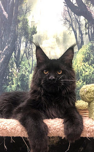 Maine coon kassipoeg (6 foto / 6)