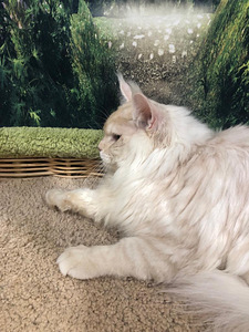 Maine coon kassipoeg (2 foto / 10)