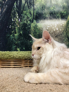 Maine coon kassipoeg (4 foto / 10)