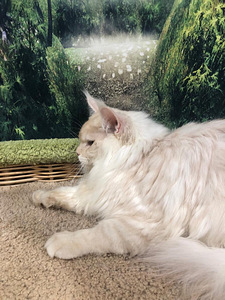 Maine coon kassipoeg (6 foto / 10)