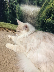 Maine coon kassipoeg (10 foto / 10)
