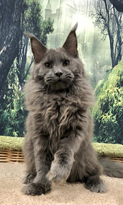 Maine coon kassipoeg (3 foto / 3)