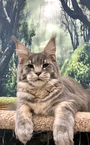 Maine coon kassipoeg (1 foto / 4)