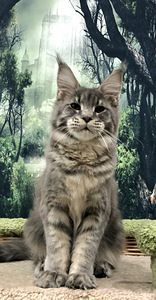 Maine coon kassipoeg (3 foto / 4)