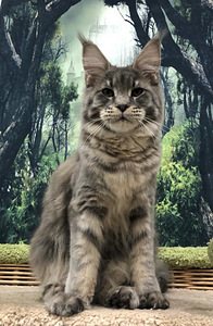 Maine coon kassipoeg (4 foto / 4)