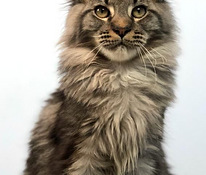 Maine coon kiispoeg