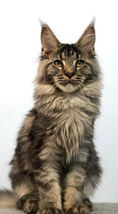 Maine coon kiispoeg (3 foto / 5)