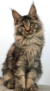 Maine coon kiispoeg (4 foto / 5)