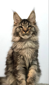 Maine coon kiispoeg (5 foto / 5)