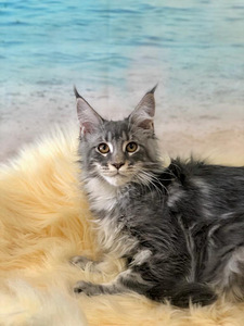 Maine coon kiisupojad (2 foto / 7)