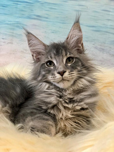 Maine coon kiisupojad (4 foto / 7)