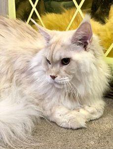Maine coon kiisu (1 foto / 3)