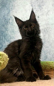 Maine coon kiisupoeg (must) (1 foto / 4)