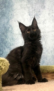 Maine coon kiisupoeg (must) (2 foto / 4)