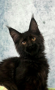 Maine coon kiisupoeg (must) (3 foto / 4)