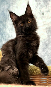 Maine coon kiisupoeg (must) (4 foto / 4)