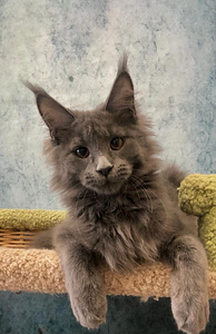 Maine coon tüdruk (1 foto / 8)