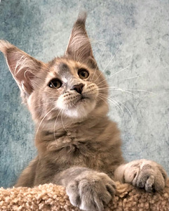 Ilus emane maine coon kiisupoeg (1 foto / 6)
