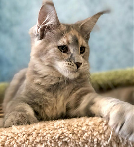 Ilus emane maine coon kiisupoeg (4 foto / 6)