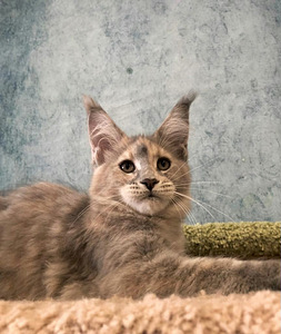 Ilus emane maine coon kiisupoeg (5 foto / 6)