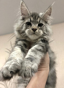 Maine coon (2 фото из 6)