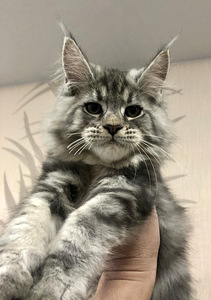 Maine coon (4 фото из 6)
