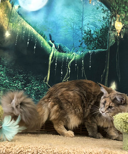Maine coon (4 фото из 6)