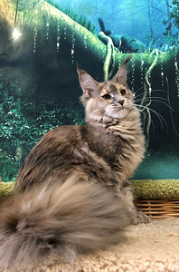 Maine coon (5 фото из 6)