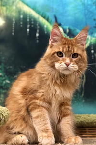 Котенок мейн-кун (2 фото из 6)