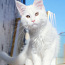 Белый котенок мейн-кун из питомника (фото #1)