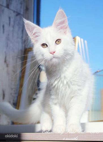 Белый котенок мейн-кун из питомника (фото #1)