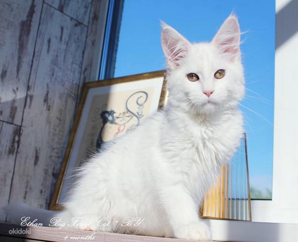 Белый котенок мейн-кун из питомника (фото #2)