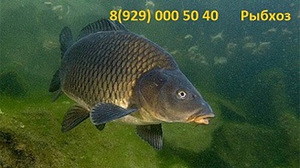 Рыбхоз корочанский продаст живую рыбу