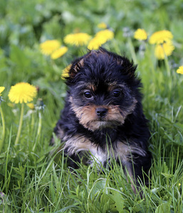 Yorkshire terrier (2 foto / 10)