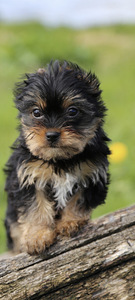 Yorkshire terrier (6 foto / 10)