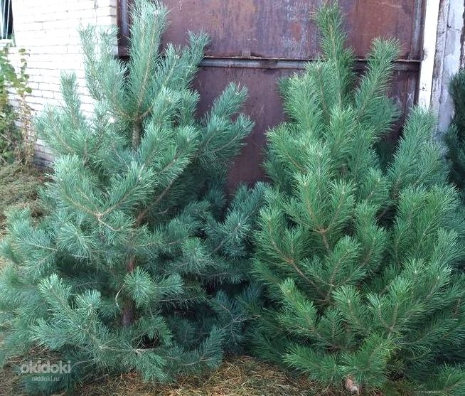 Новогодние Оптовые Продажи Новогодние Оптовые Продажи