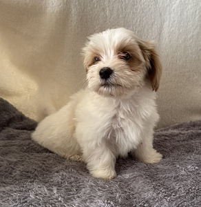 Havanese bichoni kutsikas (5 foto / 5)
