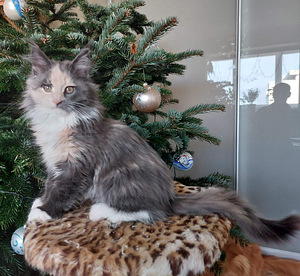 Kassipojad maine coon (3 foto / 9)