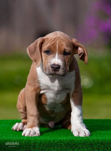 Amerikos Stafordšyro terjero šuniukai (nuotrauka #2)