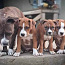 Amerikiečių Stafordšyro terjerų šuniukai (nuotrauka #1)